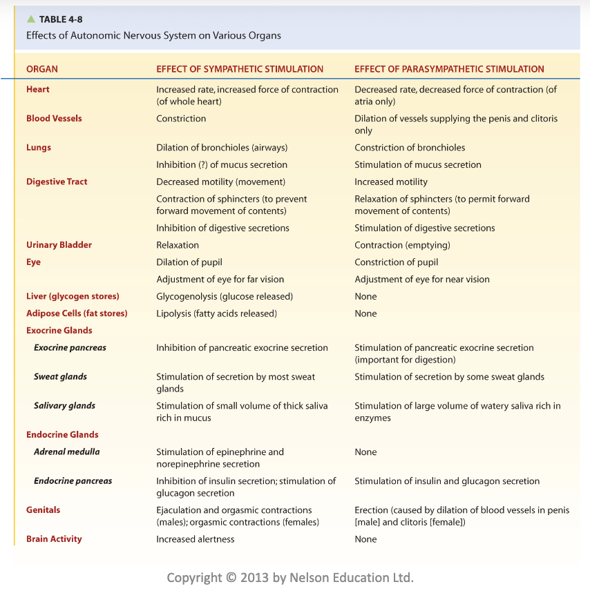 <p>• Two subdivisions</p><p>– Sympathetic nervous system</p><p>– Parasympathetic nervous system</p><p>• Sympathetic system dominates in emergency or</p><p>stressful (“fight-or-flight”) situations</p><p>– Promotes responses that prepare body for strenuous</p><p>physical activity</p><p>• Parasympathetic system dominates in quiet,</p><p>relaxed (“rest-and-digest”) situations</p><p>– Promotes body-maintenance activities such as</p><p>digestion</p>