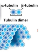 <p>A hollow tube formed from tubulin dimers is…</p>