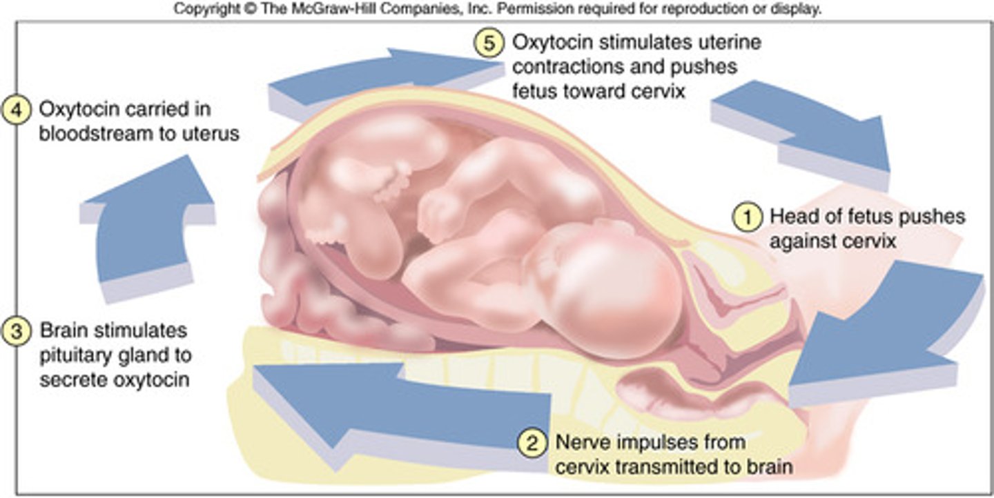 <p>- Pressure: Irritation, stretch of the uterine wall and cervix cause the release of oxytocin</p><p>- Oxytocin: Causes uterine contraction which pushes baby into cervix creating more irritation and distension</p><p>- Results in: The release of more oxytocin which produces more contractions etc... until the baby is delivered</p>