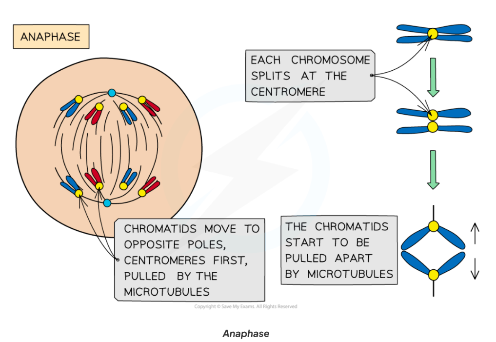 <ul><li><p>Centromeres <strong>divide</strong> (not split!).</p></li><li><p>The sister chromatids separate at the centromere (the centromere divides in two)</p></li><li><p>Spindle fibres (protein microtubules) begin to shorten</p></li><li><p>The separated sister chromatids (now called chromosomes) are pulled to opposite poles by the spindle fibres (protein microtubules)</p></li><li><p>Characteristic <strong>‘V’ shape</strong> (chromatids dragged by centromeres).</p></li></ul><p></p>