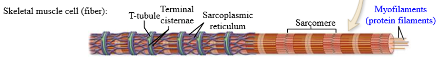 <p>T-tubules and sarcoplasmic reticulum are wrapped around the sarcomere</p><p></p>
