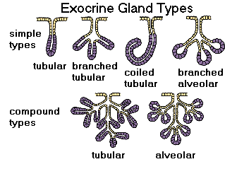 <p>tubular multicellular gland</p>