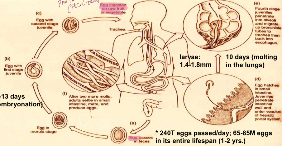 <p>Life cycle?</p>