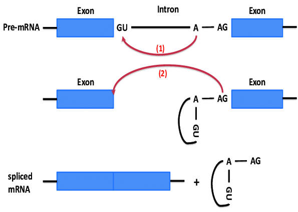 <ul><li><p><strong>introns</strong> always begin with the residues <strong>GU </strong>and end with<strong> AG </strong>and an <strong>A </strong>somewhere towards the middle</p></li><li><p>phosphodiester bond is attacked between GU and A</p></li><li><p>3 prime end attacks phosphodiester bond between A and AG joining exons and removing the introns</p></li></ul><p></p>
