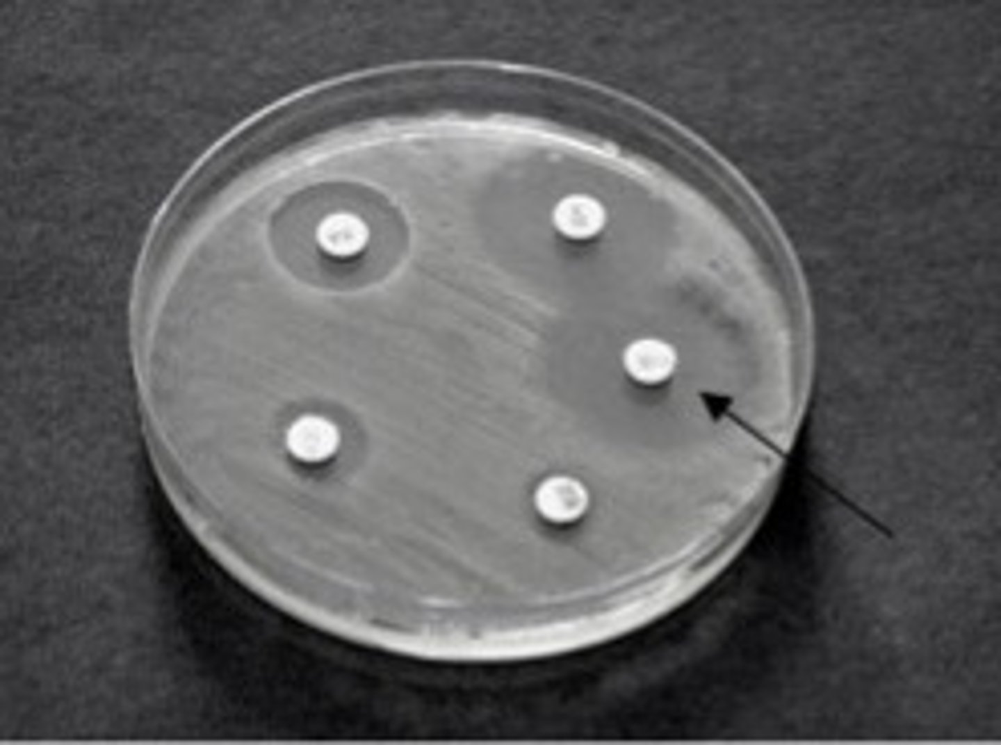 <p>the area around the antibiotic disk in which bacteria cannot grow (area of no growth)</p>