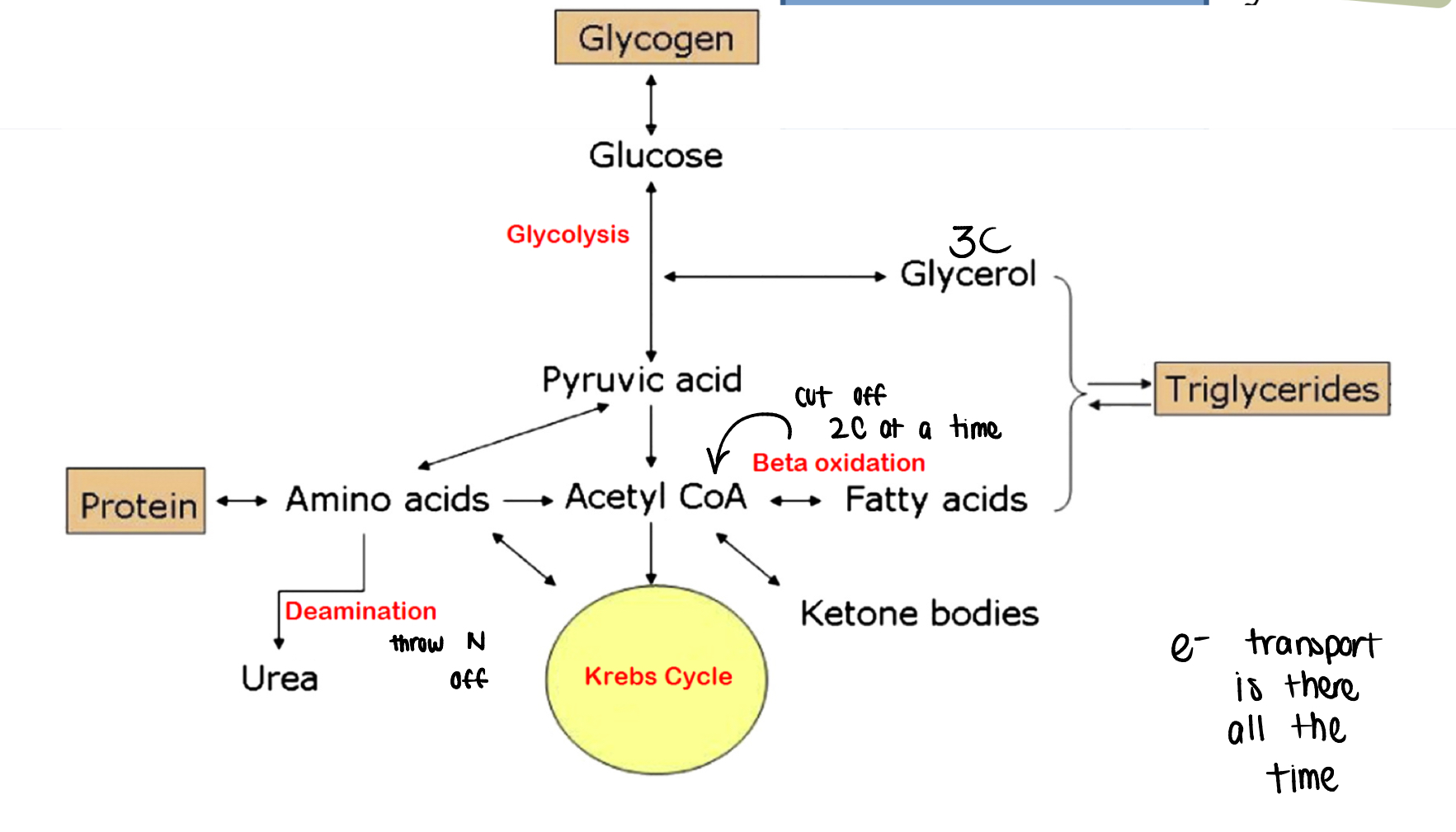 <p>proteins: deamination of amino acids</p><p>fats: beta oxidation of fatty acids </p>