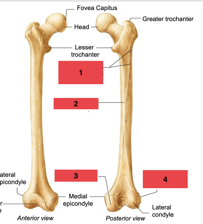 <p>Lateral epicondyle</p>