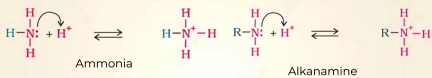 <p>ammonia&lt; alkanamine </p><ul><li><p>alkanamine has alkyl grp which donates more electron to N </p></li><li><p>upon adding H<sup>+ </sup>ammonium ion formed from alkanamine is more stable than ammoniam ion</p></li></ul><p></p>