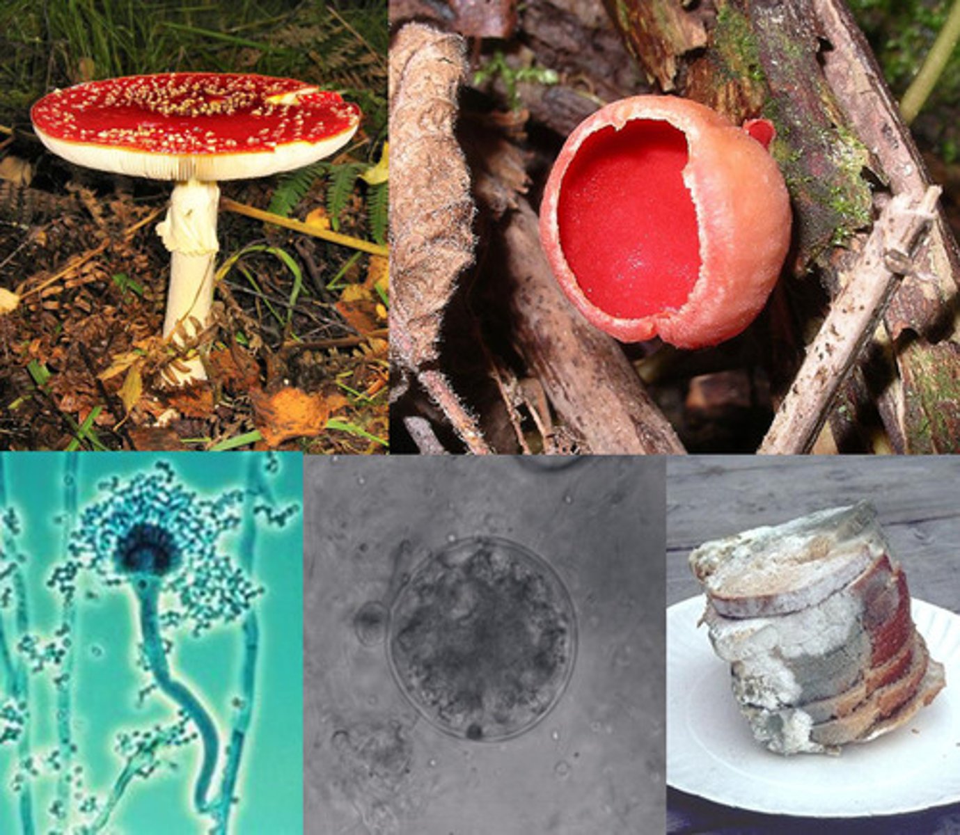 <p>The singular form of the word "fungi."</p>