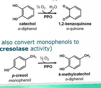 <ul><li><p>PPO preferentially converts o-diphenols to o-quinones (= catecholase activity)</p></li><li><p>Some PPOs can also convert monophenols to o-diphenols (=cresolase activity)</p></li><li><p>The second reaction can lead back to the first reaction.</p><ul><li><p>Monophenol → O-diphenol → o-quinone</p></li></ul></li></ul><p></p>