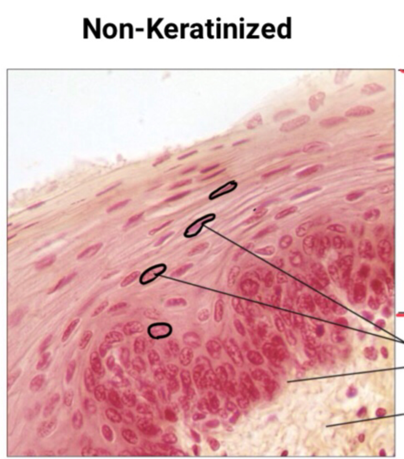 <p>What are the locations of Non-Keratinized Stratified Squamous Epithelium? </p>