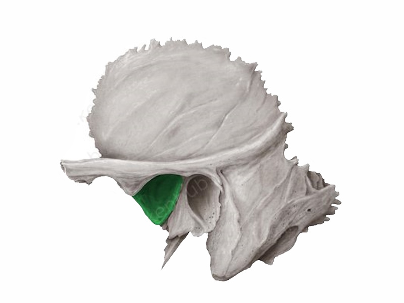 <p>állkapcsi árok</p>