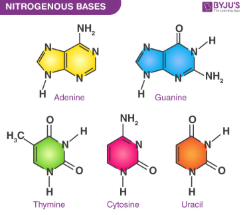 <ul><li><p>A slightly basic molecule and consist of Adenine, Guanince, Thymine, Cytosine and Uracil(in RNA instead of T)</p></li><li><p>Are rings containing Carbon and Nitrogen</p></li><li><p>Their specific sequence within Nucleotides determines the genetic code</p></li><li><p>Complement each other(crucial in DNA’s replication)</p><ul><li><p>Guanine and Cytosine</p></li><li><p>Adenine and Thymine/Uracil</p></li></ul></li></ul><p></p>