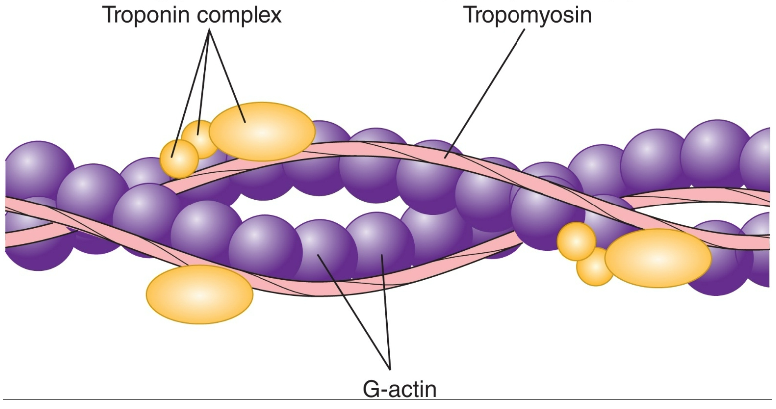
1. 3 main protein groups

   
   1. Actin polymers
   2. Regulatory proteins

      
      1. Troponin 
      2. Tropomyosin
2. At rest (relaxed)

   
   1. Regulatory proteins prevent interaction between actin and myosin
3. In the resting state, myosin binding sites on actin are BLOCKED by tropomyosin
4. Troponin holds tropomyosin in place

   
   1. Prevents myosin (crossbridge) heads from binding