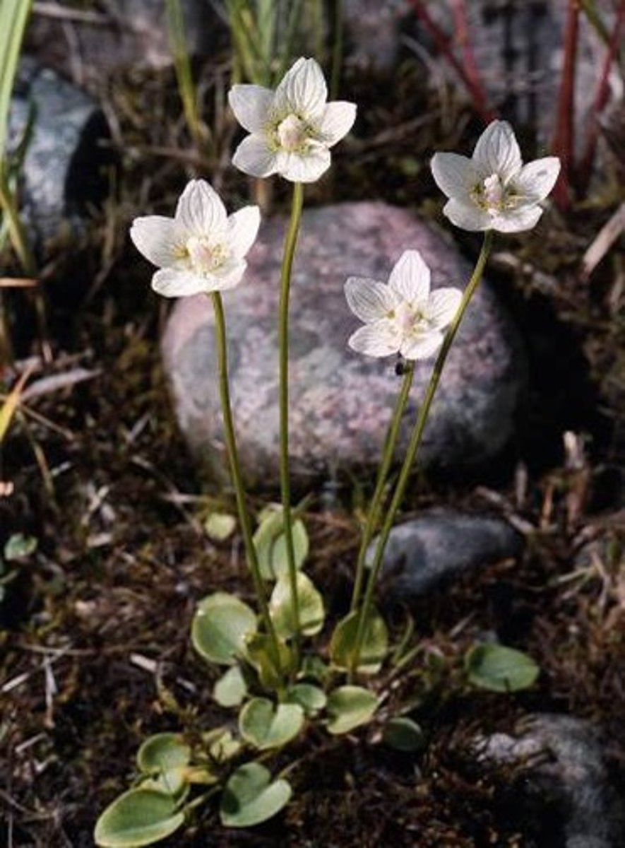 <p>slåtterblomma</p>