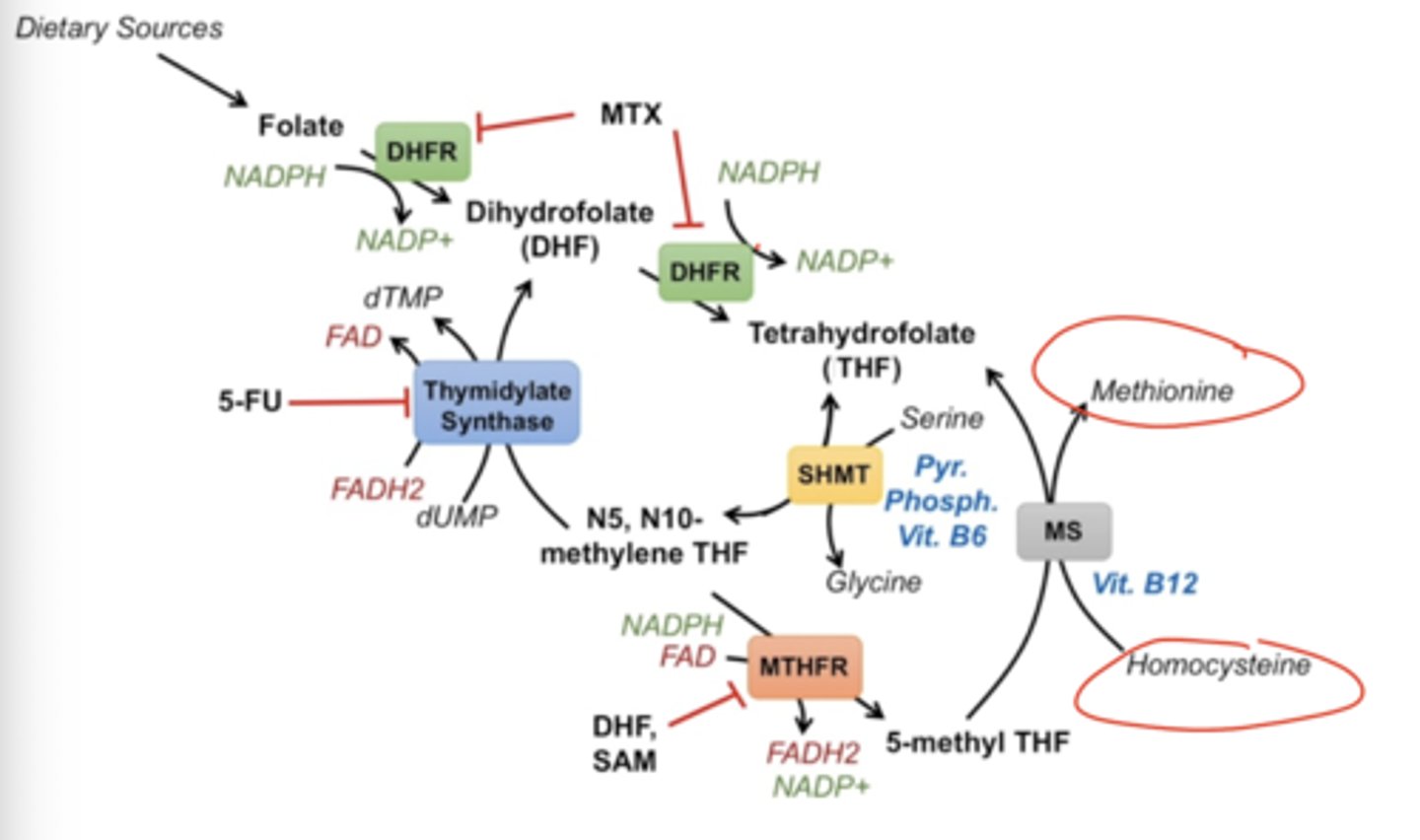 <p>5-methyl THF is converted back into THF by methionine synthase (AKA homocysteine methyltransferase). This requires vitamin B12. This reaction uses homocysteine and converts it into methionine (obviously).</p>
