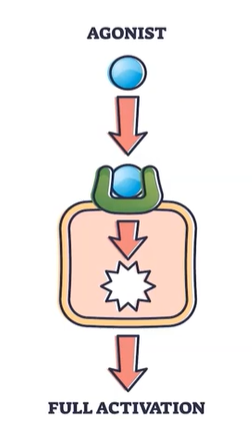 <p>-Enhance/ stimulates neurotransmitters</p>