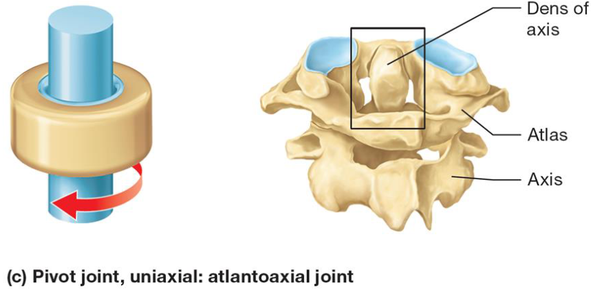 <ul><li><p>Synovial joint</p></li><li><p>Rounded end surface of bone fits into groove on surface of other bone</p></li><li><p>Uniaxial movement</p></li></ul><p></p>