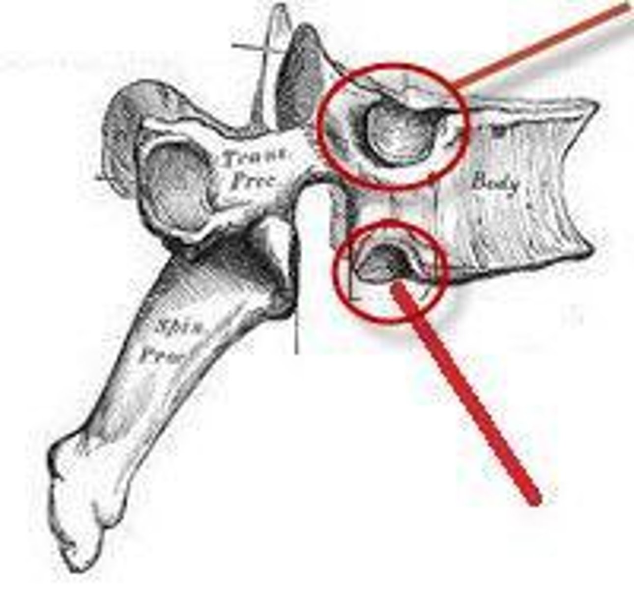 <p>the structures on a thoracic vertebra called that articulate with ribs at costovertebral joints</p>