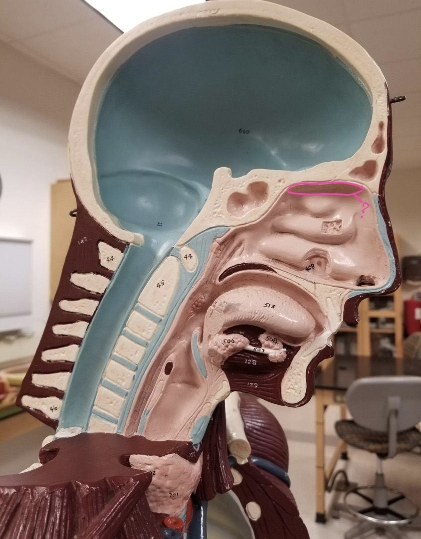 <p>what is outlined?</p>