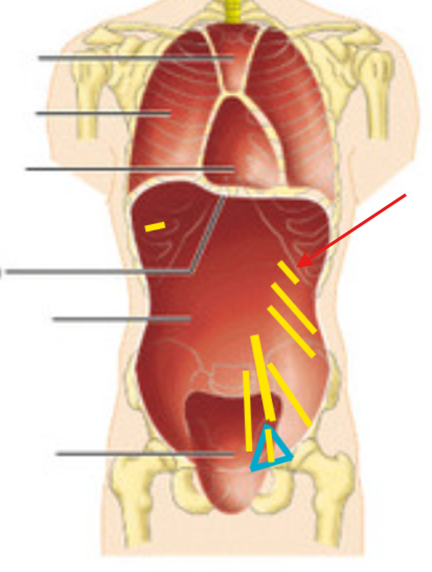 <p>What is this structure?</p>