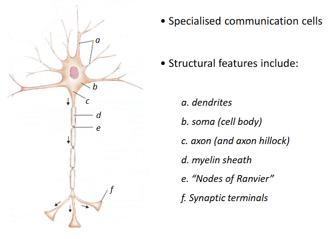 <p>Specialised communication cells of the nervous system that communicate via electrical activity (action potentials). </p>