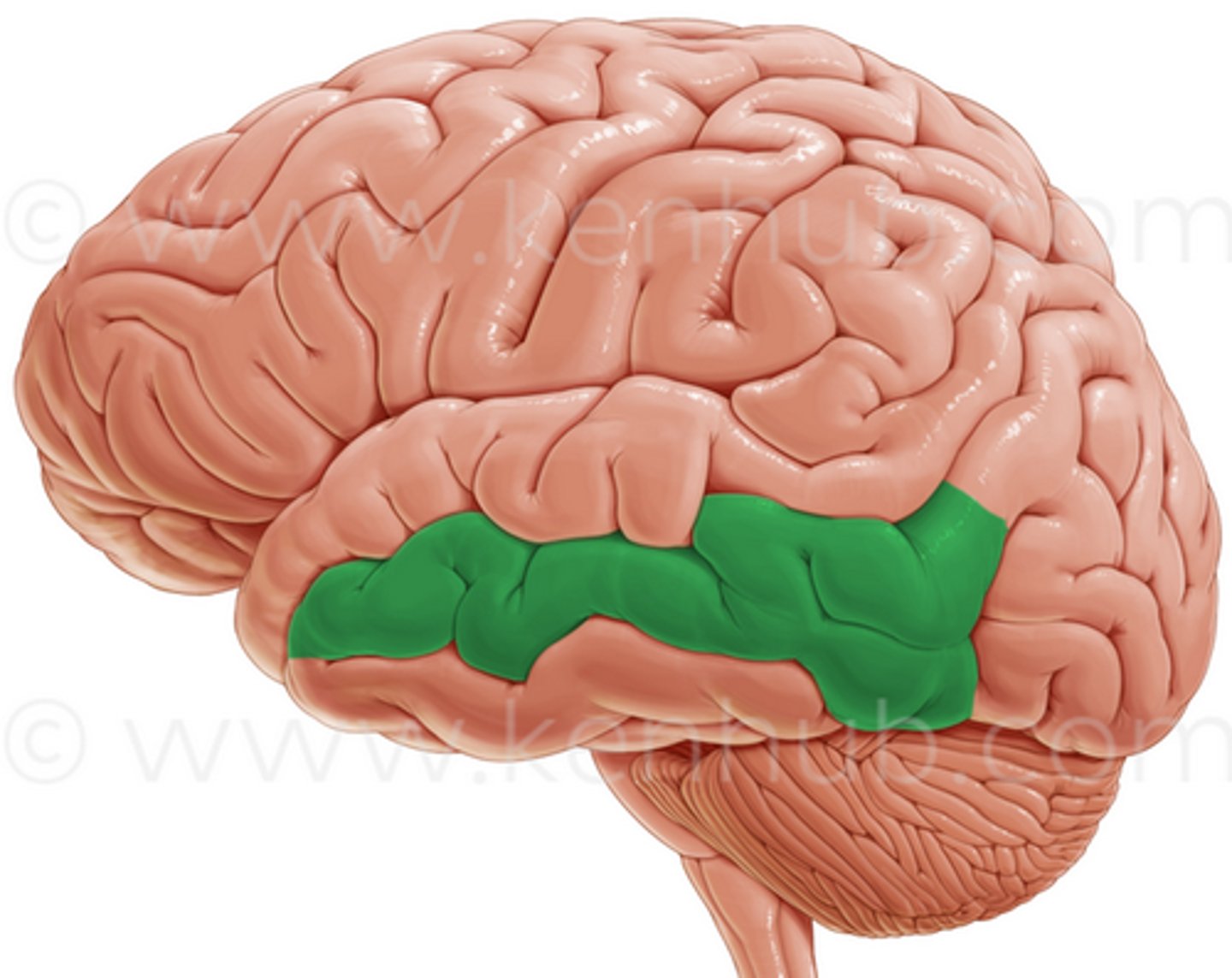 <p>ID</p>