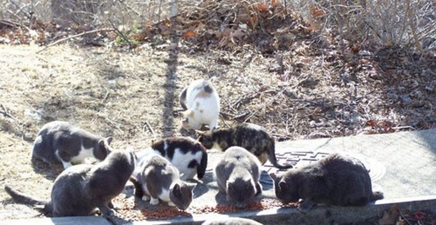 <p>Males are associated among core groups but can still disperse.</p>