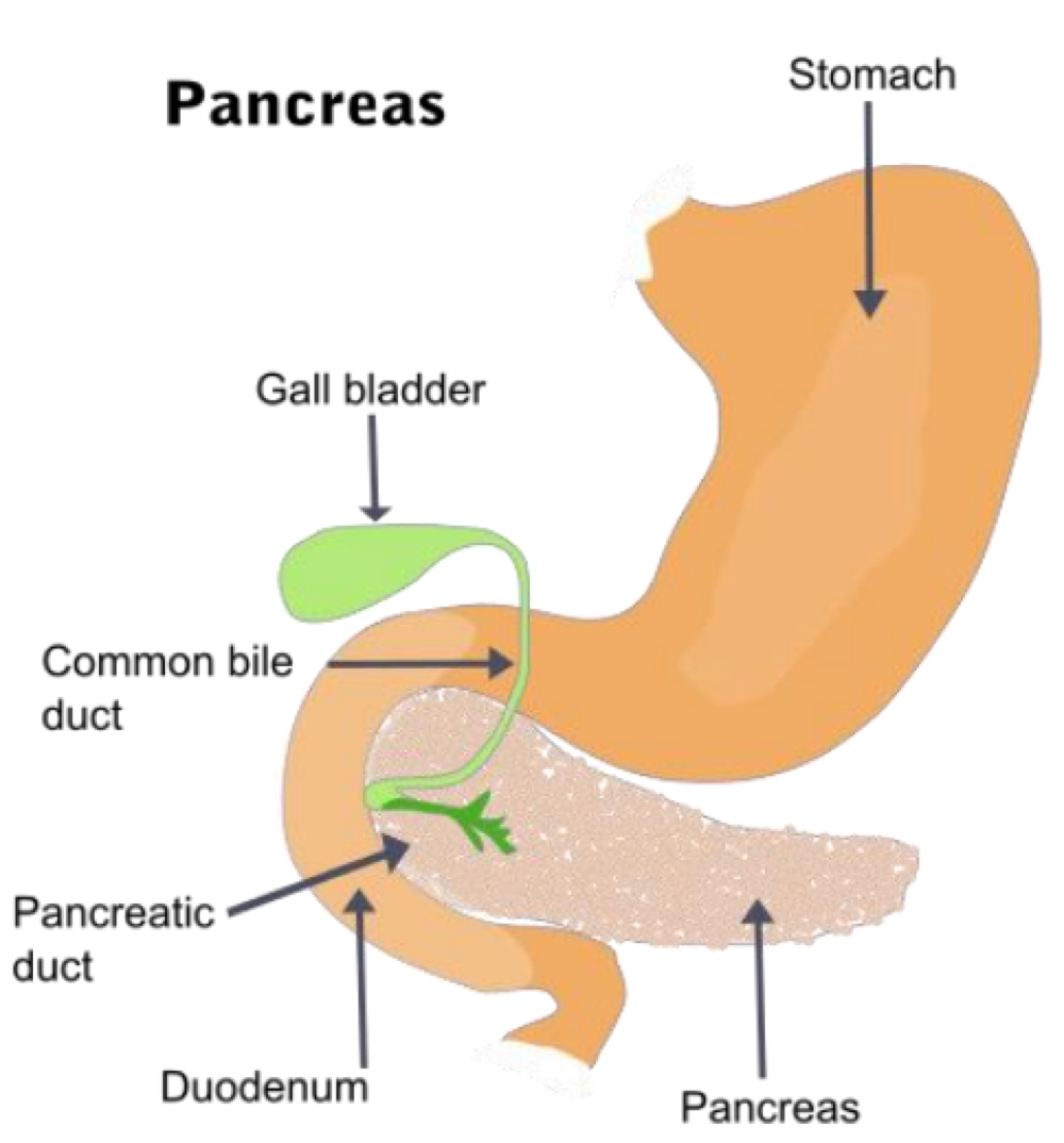 <p>Pancreas (islets of Langerhans) </p>