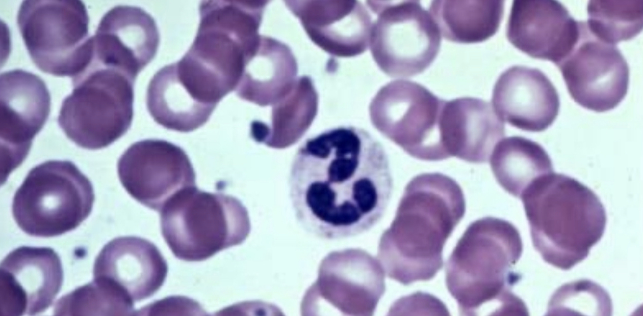 What cell type is this?