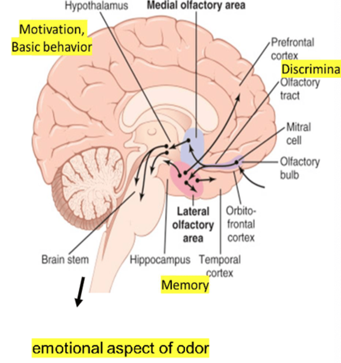<p>- Connect with limbic system</p><p>- Emotional responses to smell</p>