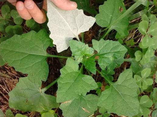 <p>Adenocaulon bicolor</p>