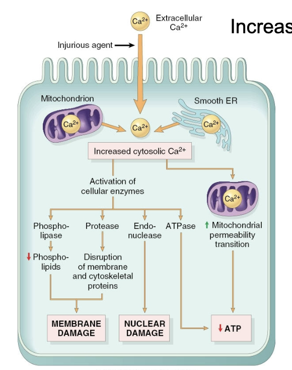 <ul><li><p>Activation of phospholipases, proteases, endonucleases, ATPase</p></li><li><p>Leads to necrotic and apoptotic pathways</p></li></ul><p></p>