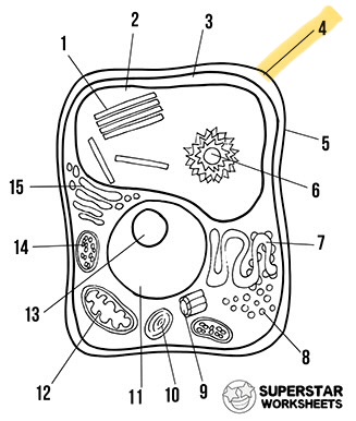 <p>What’s the highlighted area called</p>