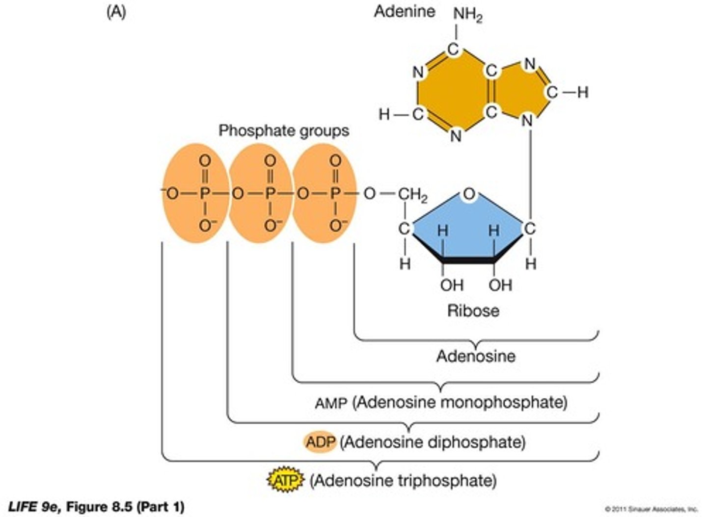 <p>ATP captures and transfers free energy, releasing energy when hydrolyzed.</p>