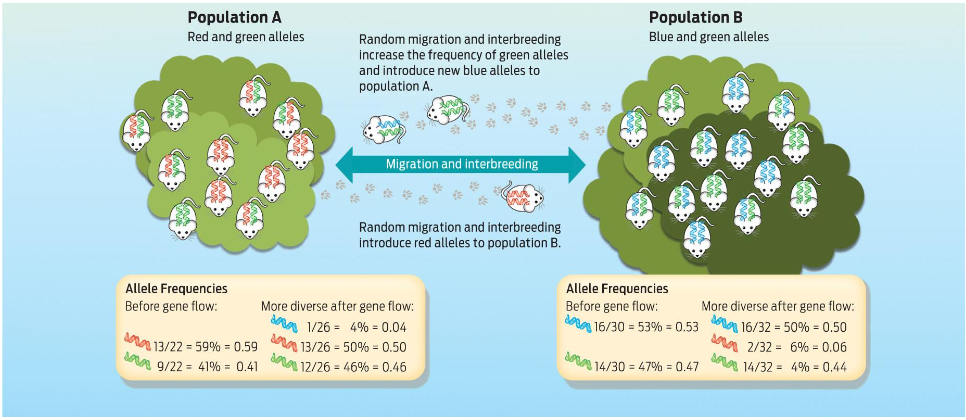 <ul><li><p>Individuals immigrate to existing populations and bring their alleles with them</p></li><li><p>This caused different populations to become more similar</p></li><li><p>It may introduce +, -, or ± alleles to a population</p></li></ul><p></p>