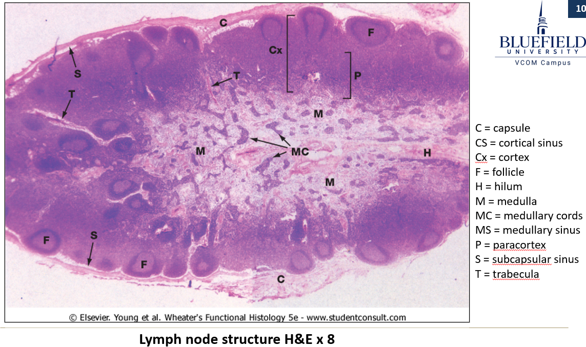 <ul><li><p><strong>Reticular connective tissue scaffolding</strong>.</p></li><li><p><strong>Dense irregular connective tissue capsule</strong>.</p></li><li><p><strong>Subcapsular sinus</strong> (receives lymph from afferent vessels).</p></li><li><p><strong>Cortex</strong>: Contains <strong>diffuse and nodular lymphoid tissue</strong>.</p></li><li><p><strong>Medulla</strong>: Contains <strong>medullary cords and sinuses</strong>.</p></li><li><p><strong>Multiple afferent lymphatic vessels</strong> enter, but only <strong>one efferent vessel</strong> exits at the <strong>hilum</strong>.</p></li></ul><p></p>