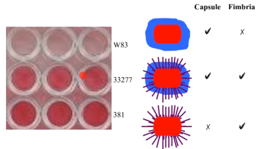 <p>very similar to other bacterial biofilm formation but can change its gene expression for capsule and fimbria depending on the surface it is in contact with and to or not to form a biofilm&nbsp;</p>
