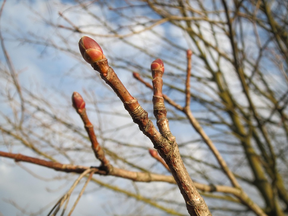 <p>Common name: Norway maple</p><p></p><p>Genus: Acer</p><p></p><p>Species: platanoides</p><p></p><p>Family: Sapindaceae</p>