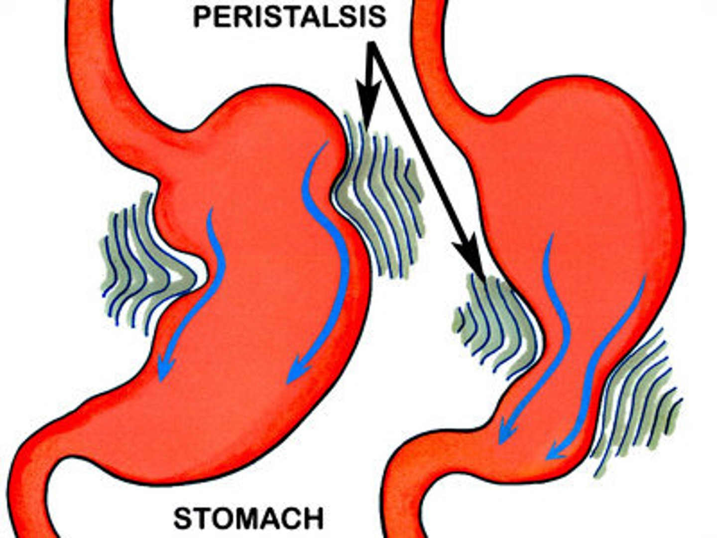 <p>Wavelike movement that moves food through the digestive system</p>