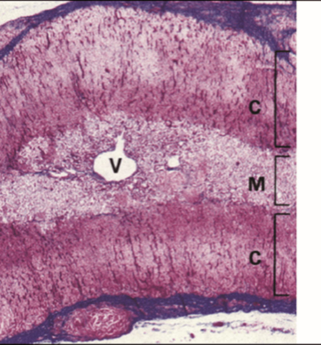 <p>1. Originates from neuroectoderm - neural crest (like SNS).</p><p>2. Has neuroendocrine function and secretes catecholamines (A + NA), controlled by SNS.</p>