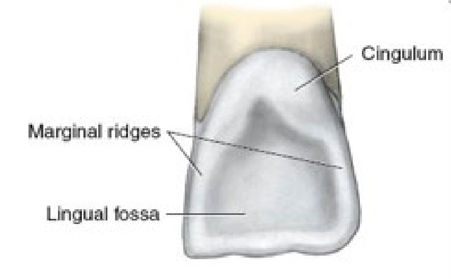 <p>Lingual View Features</p>