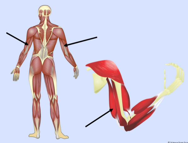 <p>What major muscle is this?</p>