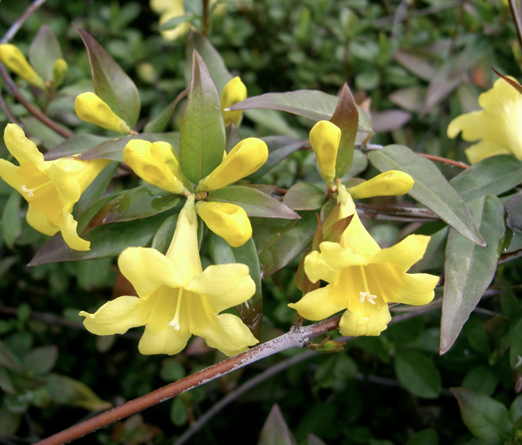 Carolina jessamine