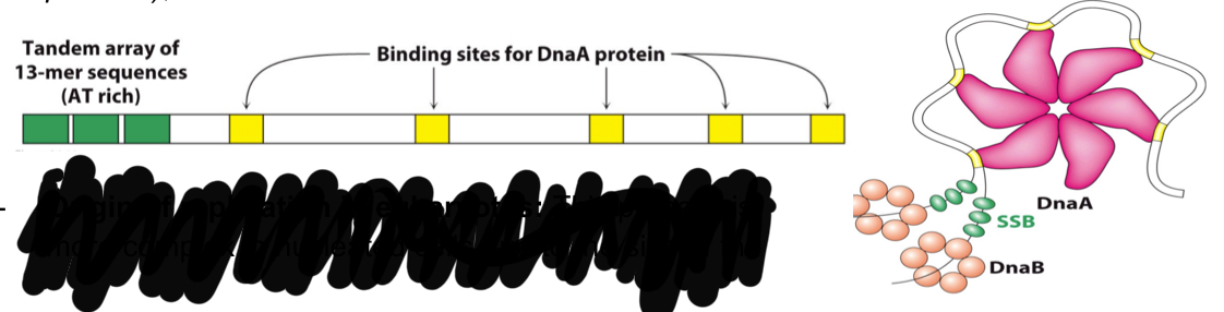 <ol><li><p>DnaA protein binds to binding site on DNA strand</p></li><li><p>The DnaA allows teh recruitment of helicase DnaB which breaks the hydrogen bonds in the DNA and unzips it.</p></li><li><p>The single starnd of DNA is then bound to SSB (single stranded DNA binding proteins, which stabilize the strand. </p></li></ol><p></p>