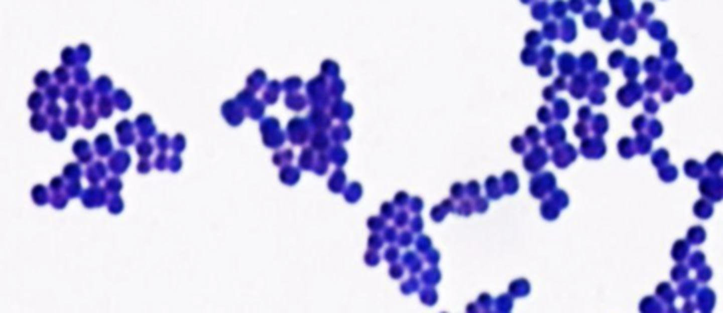 <p>Identify the bacteria's shape.</p>