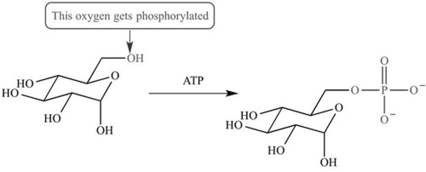 <p>The addition of a phosphate group to a molecule.</p>