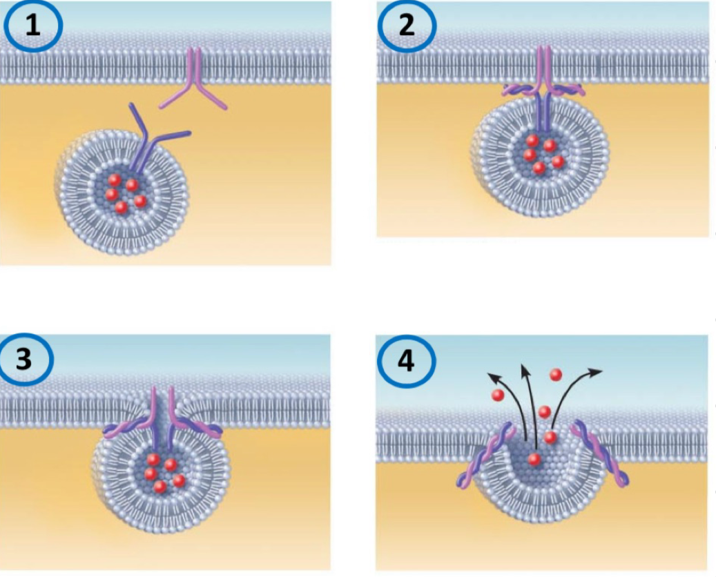 <p>The process of ejecting substances from a cell’s interior into the extracellular fluid</p><ol><li><p>the membrane bound vesicle migrates to the plasma membrane</p></li><li><p>proteins on the vesicle fuse with protein on the plasma membrane</p></li><li><p>the vesicle fuses with the plasma membrane</p><p>pore opens to the ECF</p></li><li><p>contents of vesicle released</p></li></ol><p></p>