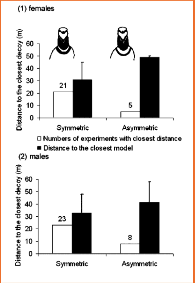 <p>Males and females are attracted to areas with most attracted males. </p>