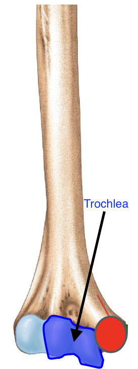 <p>importance of the trochlea of the humerus?</p>